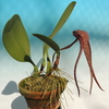 Bulbophyllum longisepalum