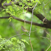 労働公園の野鳥を紹介（２０２０　０５１４）早朝探鳥