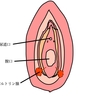 膣外陰部に水が溜まる。