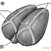 視床のエトセトラ