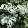 白の花瓶　白の茶碗