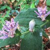 桑田里山　秋の植物たち