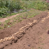 ジャガイモ収穫