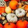 【かぼちゃ】カボチャはハロウィーンだけのものではない：栄養士がオレンジのひょうたんが最も強力で用途の広い秋のスーパーフードの1つである理由を明らかに