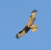 また隣の県に鳥を見に行った日記。（２０２４　０１２５）その２。