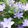 つくば植物園　(国立実験植物園)