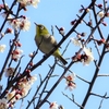３月初旬の色撮り鳥（メジロ、ヒヨドリ、ヒバリ、ツグミ、カワラヒワ、ジョウビタキ＆モズ）