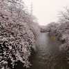 雨の東京都町田恩田川の桜　ここは穴場でオススメ。