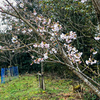 関西近野会で植樹した桜が咲いています