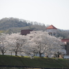 ☆桜の開花☆