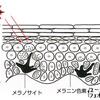 中国遼寧省で見つかった孔子鳥化石の黒色色素ユーメラニンとその年代