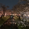 川越氷川神社の裏手は桜の名所！