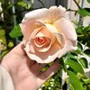 バラの開花速報５と悲しいお知らせ💧