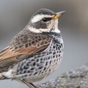 愛しすぎないために