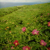 6月5日誕生日の花と花言葉歌句