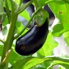 菜園