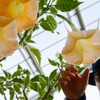 毒性のある植物にご用心！