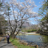 里山の桜とタラの芽