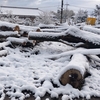 今年初めての雪は積もるのか