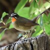 大阪城公園。ノゴマ、オオルリ、シジュウカラ。