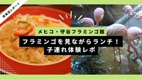 メヒコ 守谷フラミンゴ館｜フラミンゴを見ながら子連れランチ！