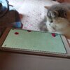 🌼猫のためのゲームアプリ🌼