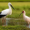 コウノトリとトキの違いは？見た目・くちばし・大きさを比較してわかりやすく解説