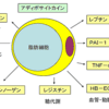 じじぃの「科学・地球_139_がんとは何か・肥満と大腸がん」