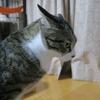 きれいにしたばっかりなのに