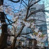 元住吉と学芸大学の桜とお散歩