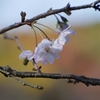 ゴルフ場の跡地十月桜と紅葉「奥卯辰山県民公園」