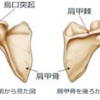 肩甲骨を自由自在に動かせばヨガポーズマスターになれる！理学療法士が教えるヨガと解剖学