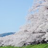 背割堤の桜並木