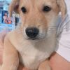 香港の捨て犬保護センターで犬をもらう決意を固めた日