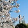見沼の桜並木