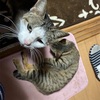 cyokoと猫のたま