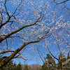 晴れた日、桜公園へ