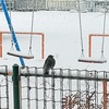 雪　と　ヒヨドリ　と　奥さん