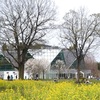 フラワーパーク江南　菜の花畑　桜めぐり2024