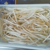 もやしと春菊の保存　いつもより長持ち^^