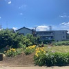 イーロン・マスクはもっと老いた