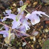 春の山野草3