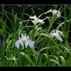 安曇野　【花菖蒲】祭り　　【小鷺】　