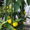 【ガーデニング】寒くなってきて花柚子が黄色くなってきました
