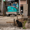 隣市西道沿いのねこさん