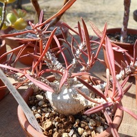 キリンドリフォリアの成長の記録。2022年3月と2019年6月を見比べる。