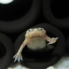 今日のヒメツメガエル達