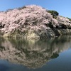 2022年　彦根城の桜