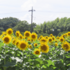 あけぼの山農業公園のひまわり