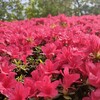 ニンニクの芽と 知人との会話